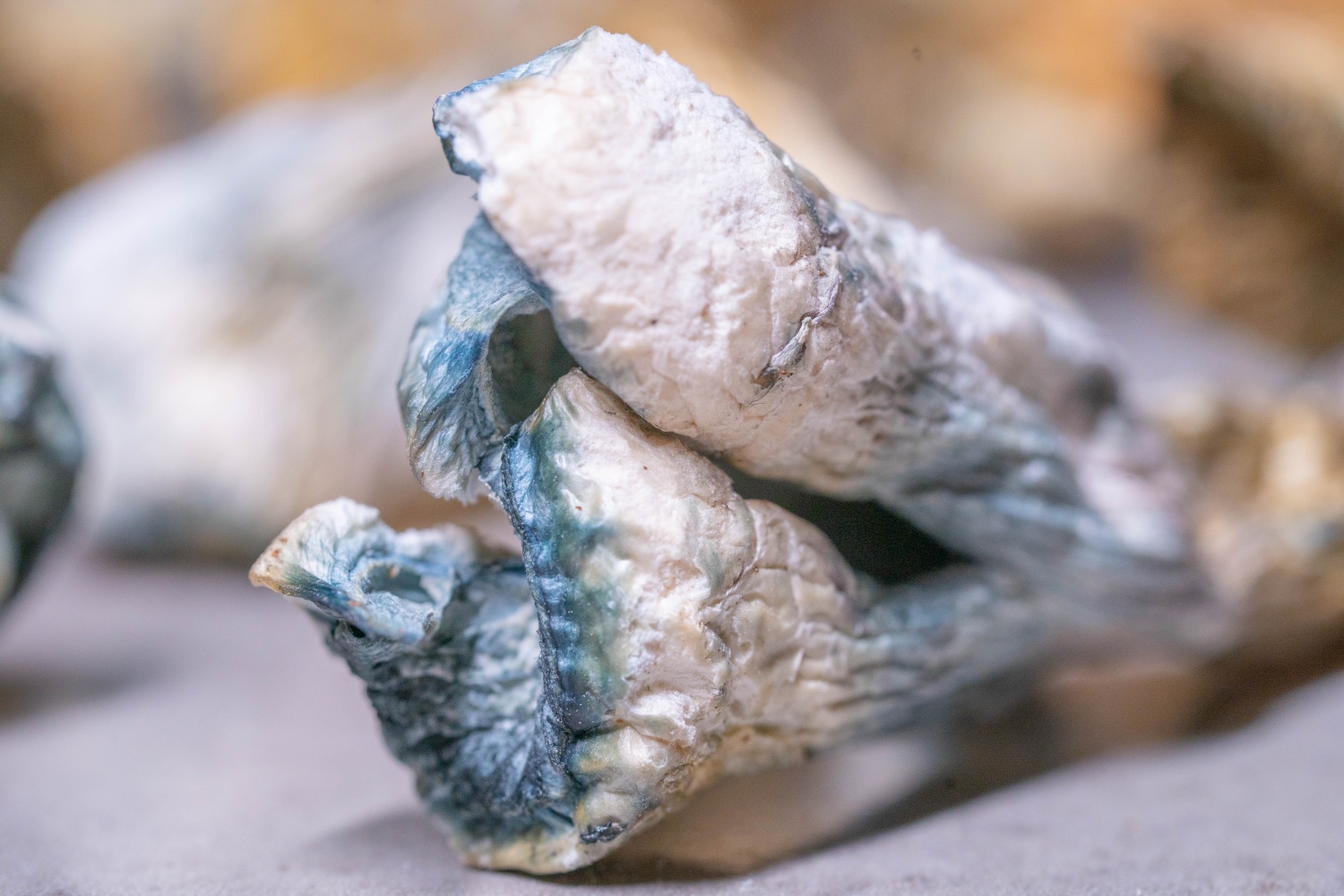 mush blue - Blog Close-up of dried mushrooms showing distinctive blue bruising