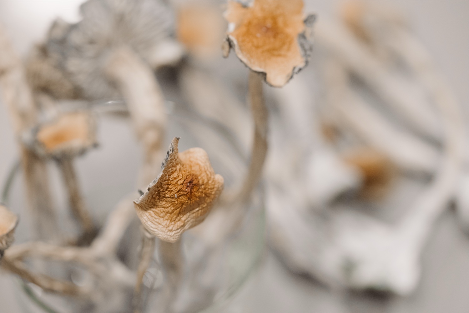 mush gold1 - Blog Dried golden Psilocybe mushrooms standing upright in soft natural light