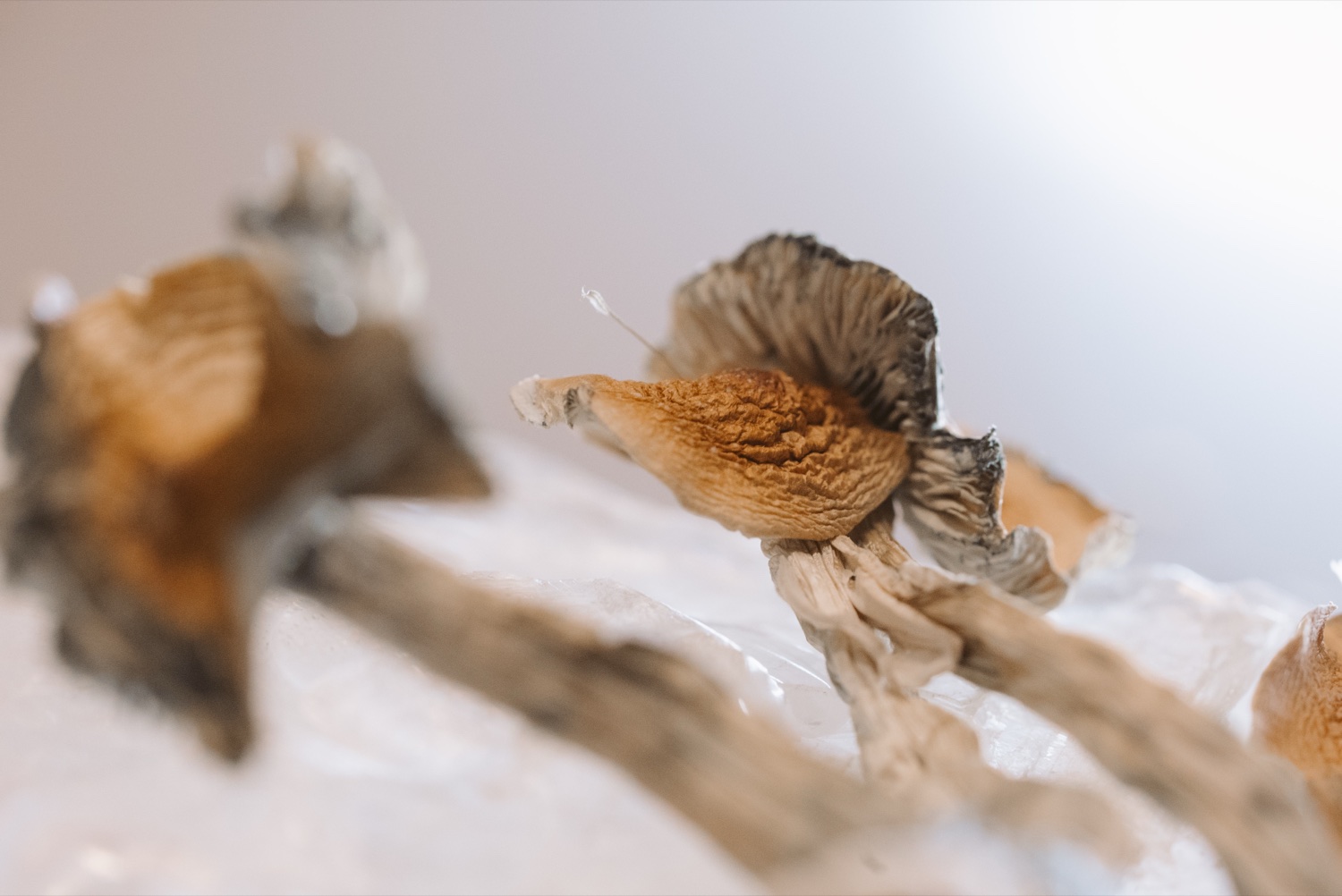 mush gold2 - Blog Cluster of dried golden mushroom caps and gills on a pale background