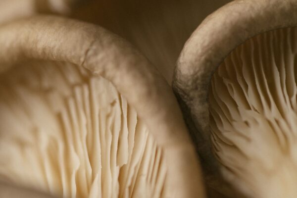 Close up of oyster mushroom caps and gills in warm cream light