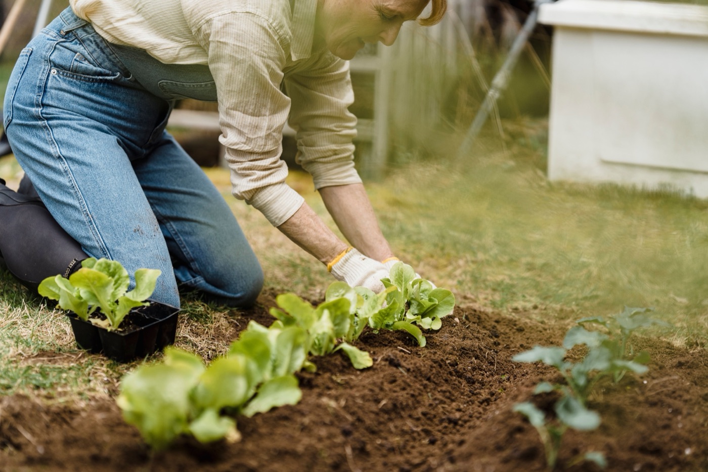 fifty plus planting lettuce - Blog A woman in her sixties kneeling in a vegetable bed, planting lettuce seedlings with gloved hands