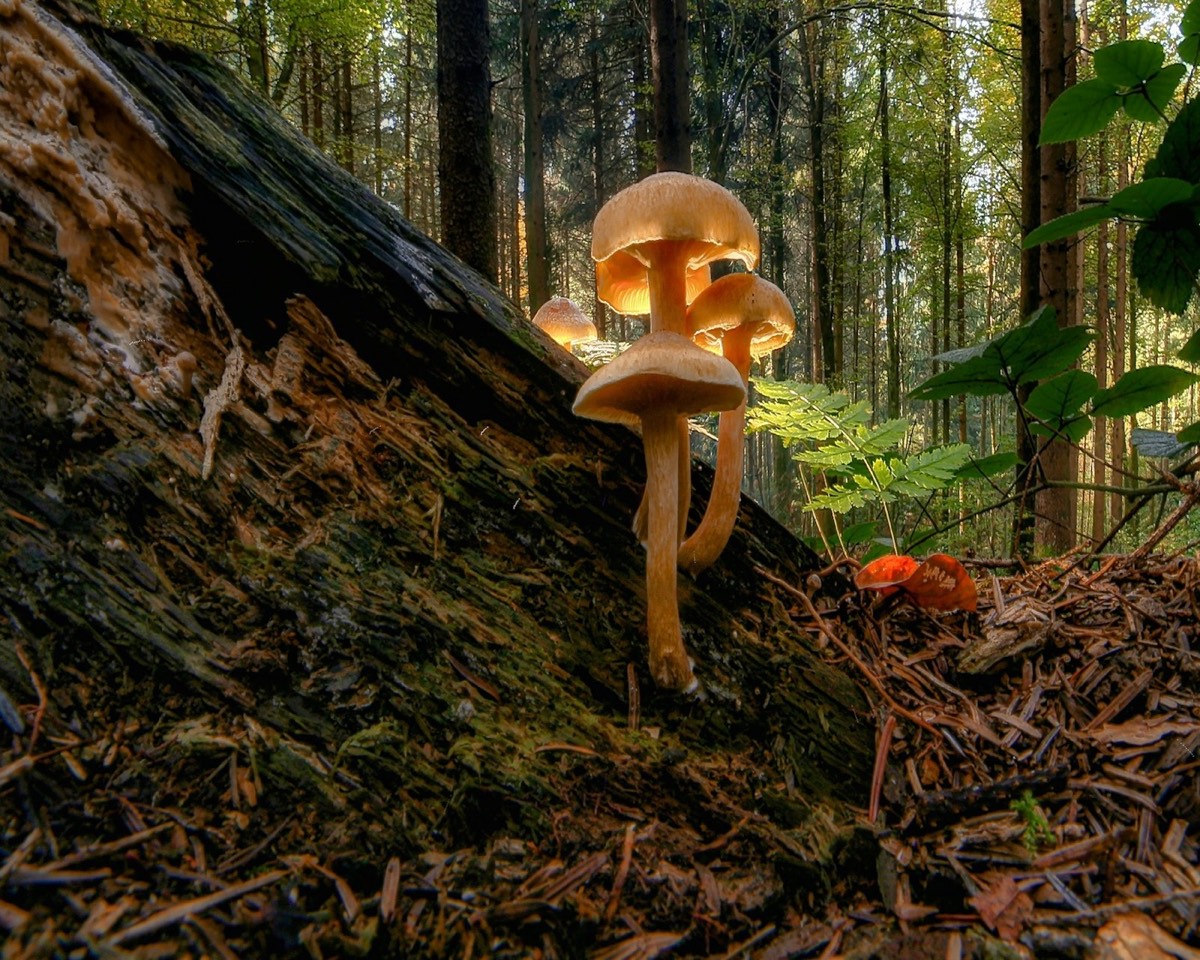 hw26 blog mgx forest log - Blog Golden mushrooms growing from a fallen log in an autumn forest