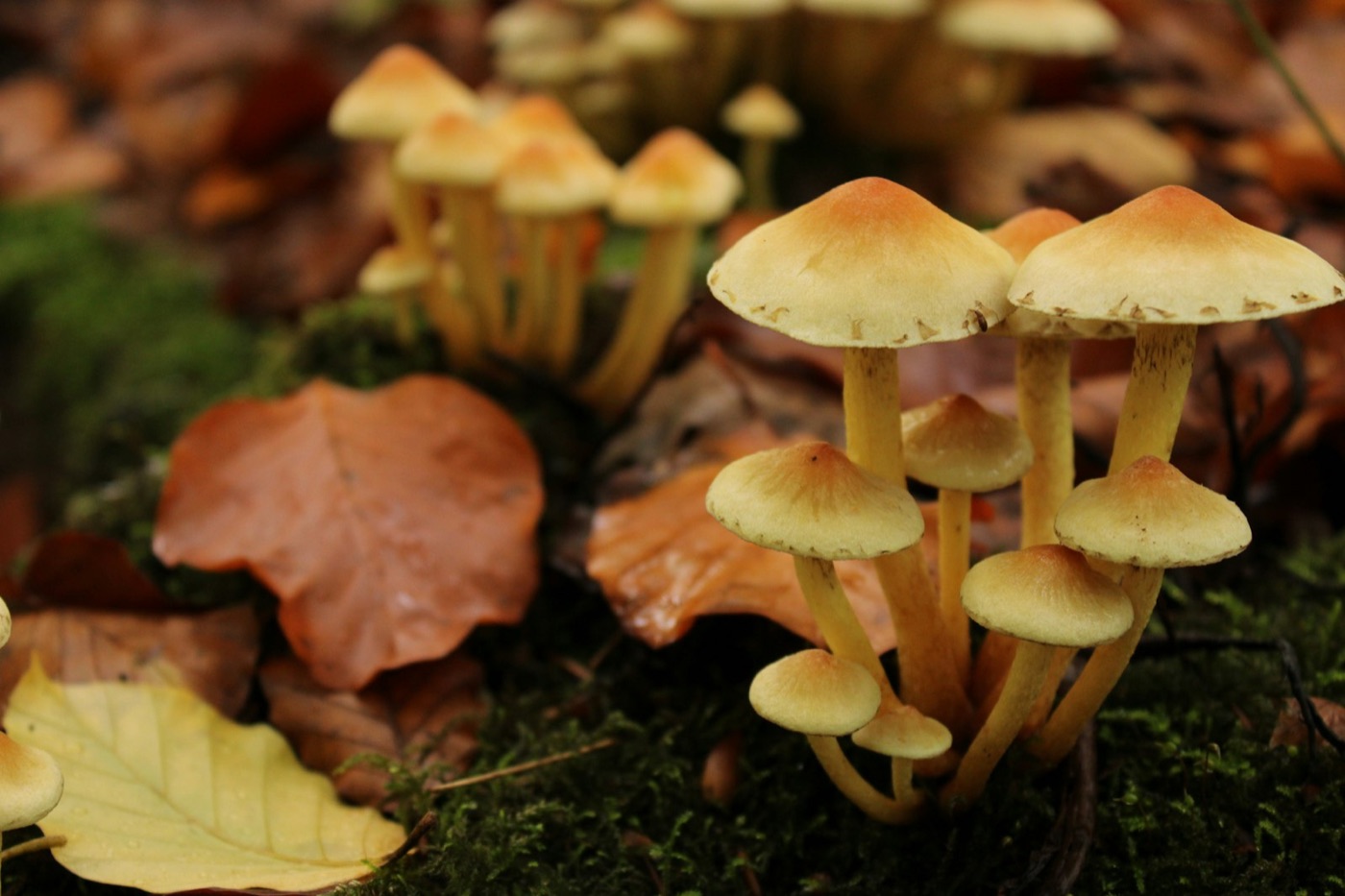hw26 blog mgx leaf cluster - Blog A cluster of small tan mushrooms among fallen autumn leaves
