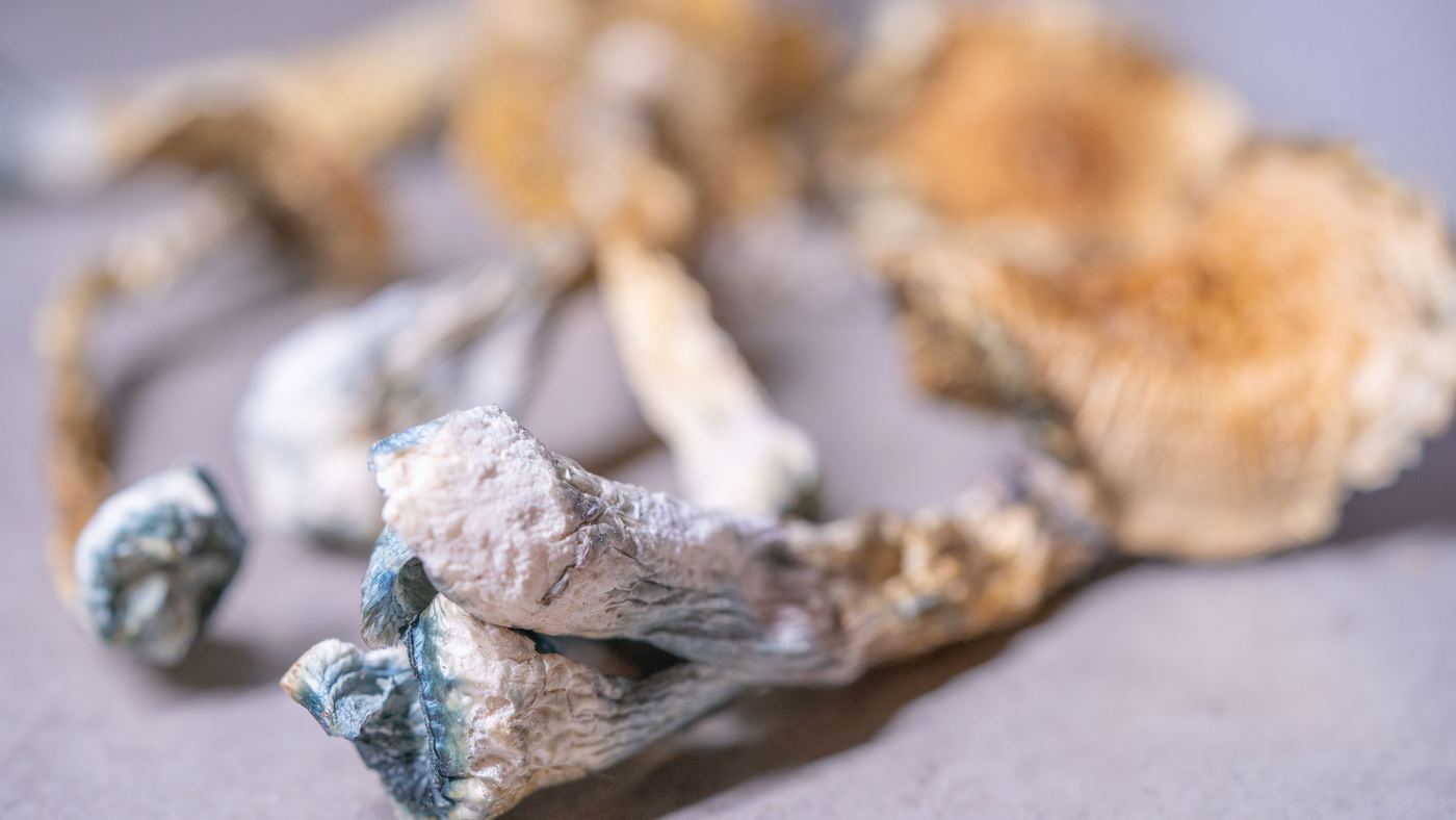 wp26 news - Blog Dried psilocybe mushrooms with blue bruising on a grey surface